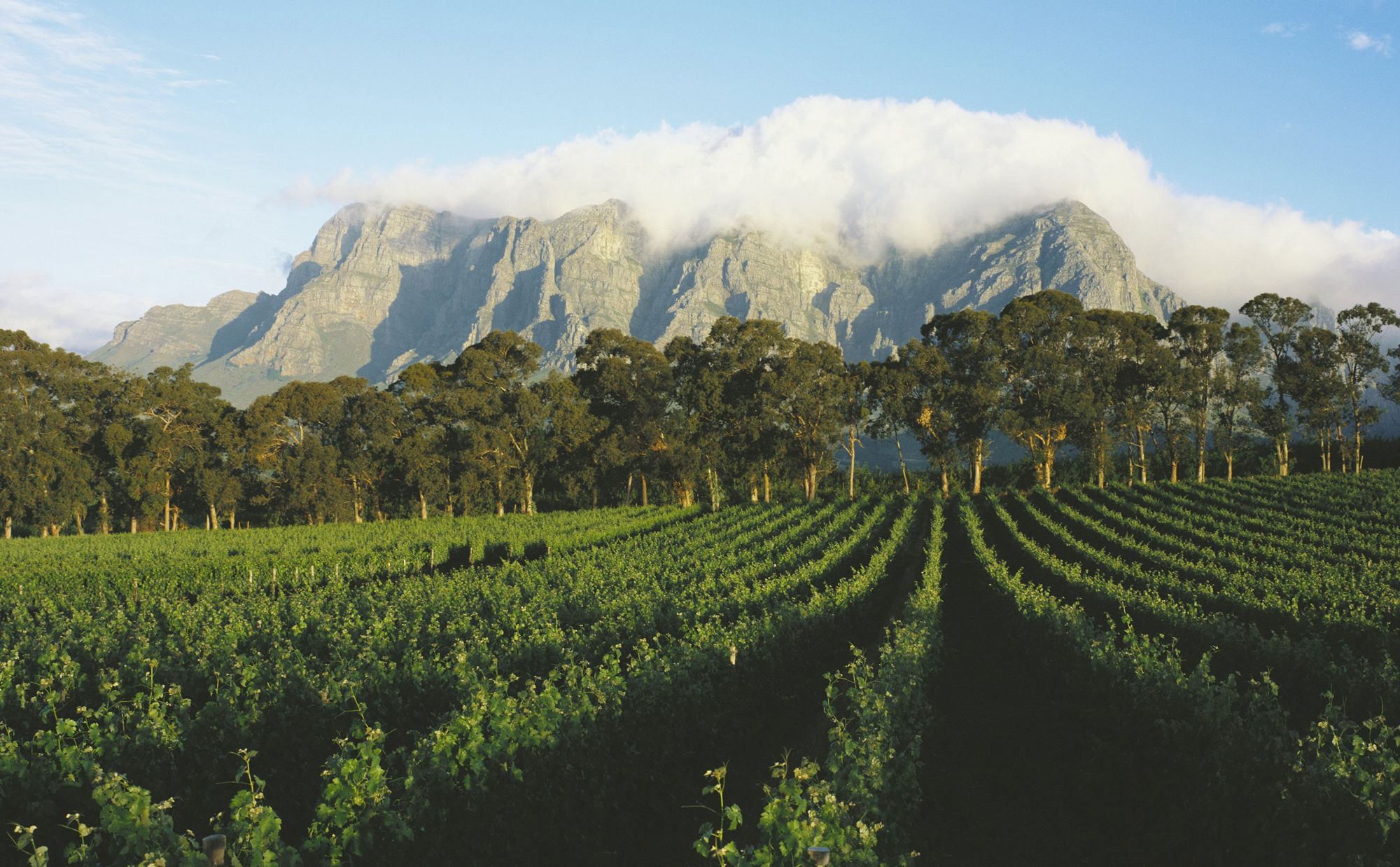 Cape Winelands