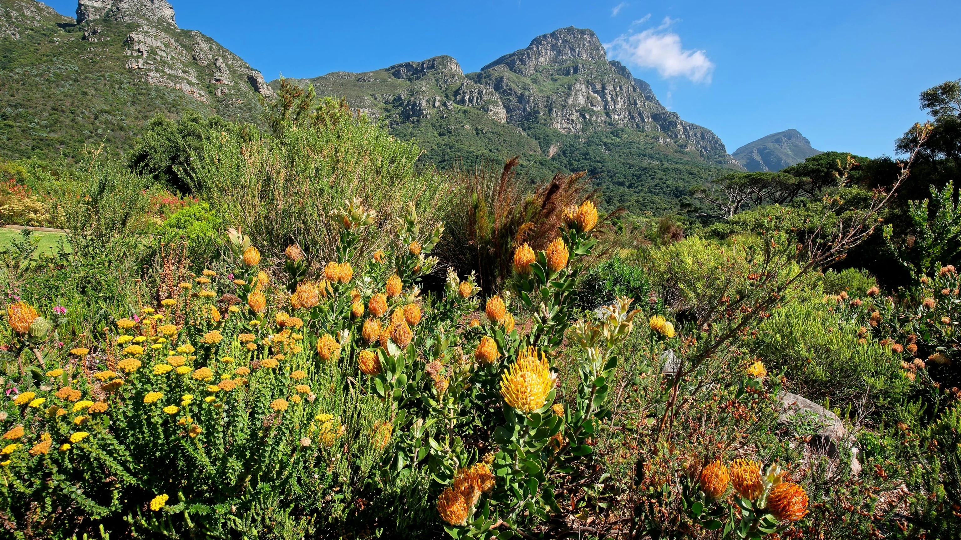 Kirstenbosch Botanical Garden 2025: Tree Canopy Walk, Concerts & Expert Guide