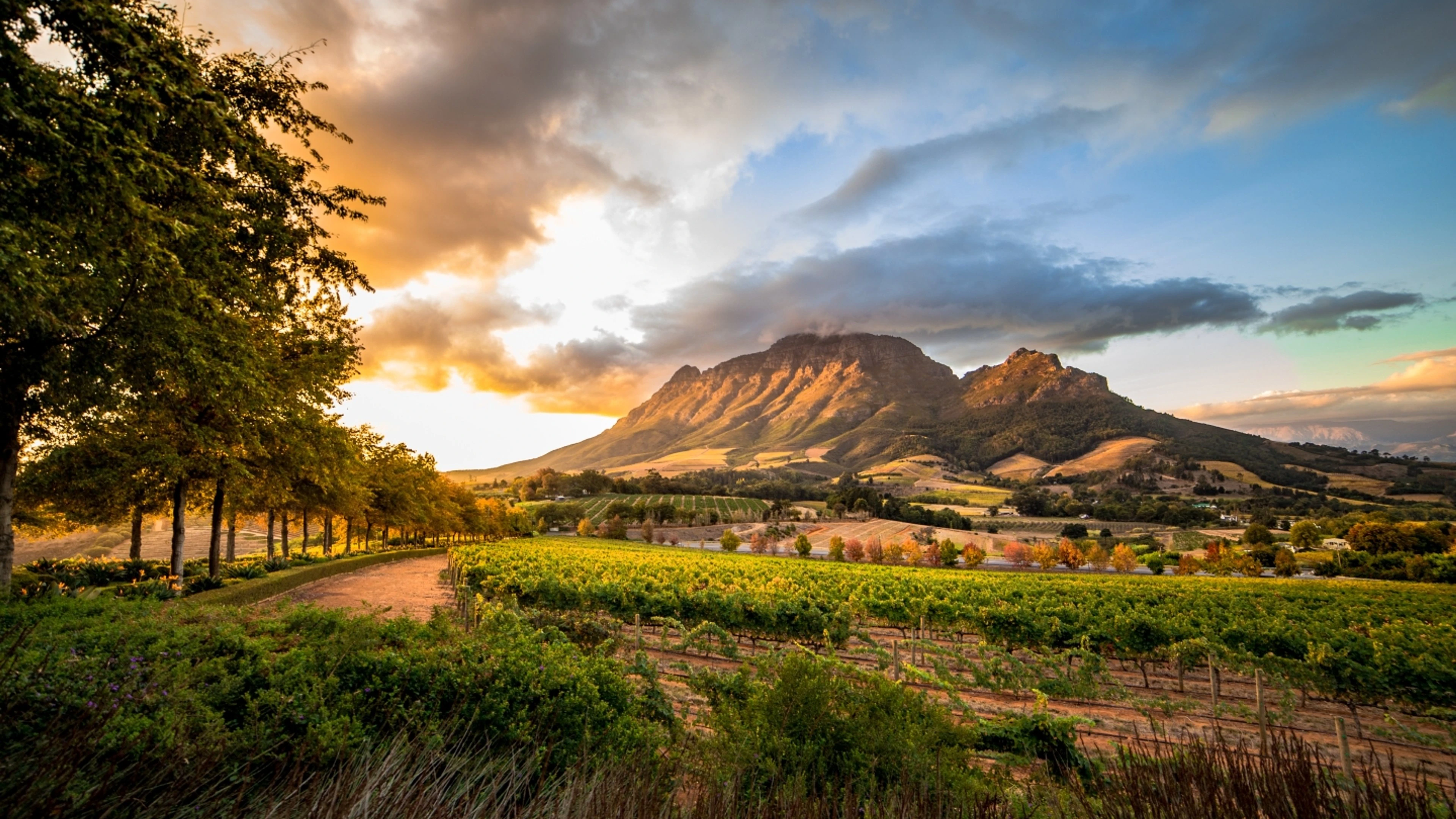 Stellenbosch Wine Route 2025: Top Estates, Tastings, Food & Expert Tours