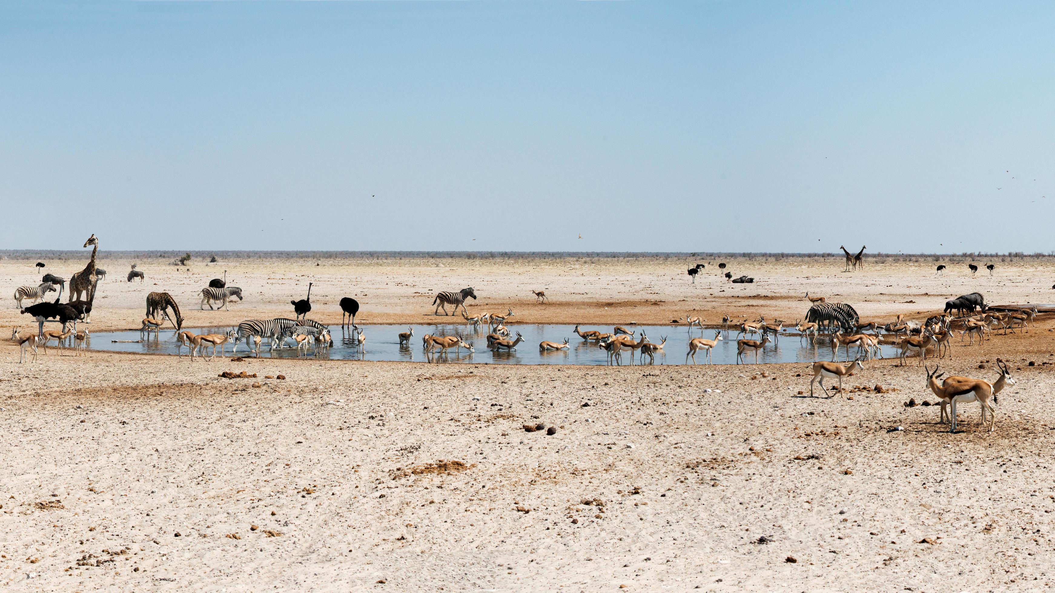 Etosha National Park, Namibia — one of Africa's best safari parks