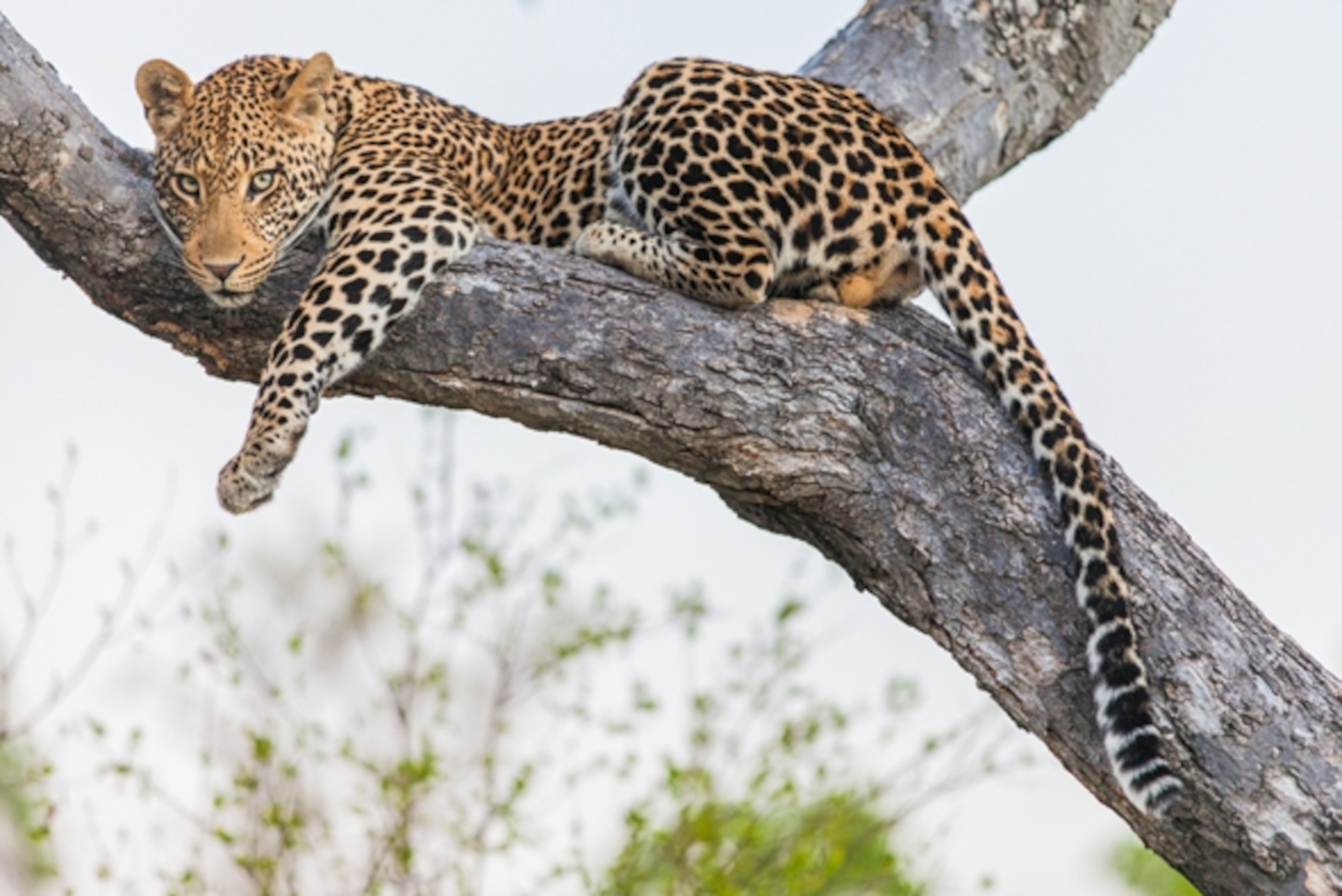 Sabi Sand Game Reserve, South Africa — one of Africa's best safari parks