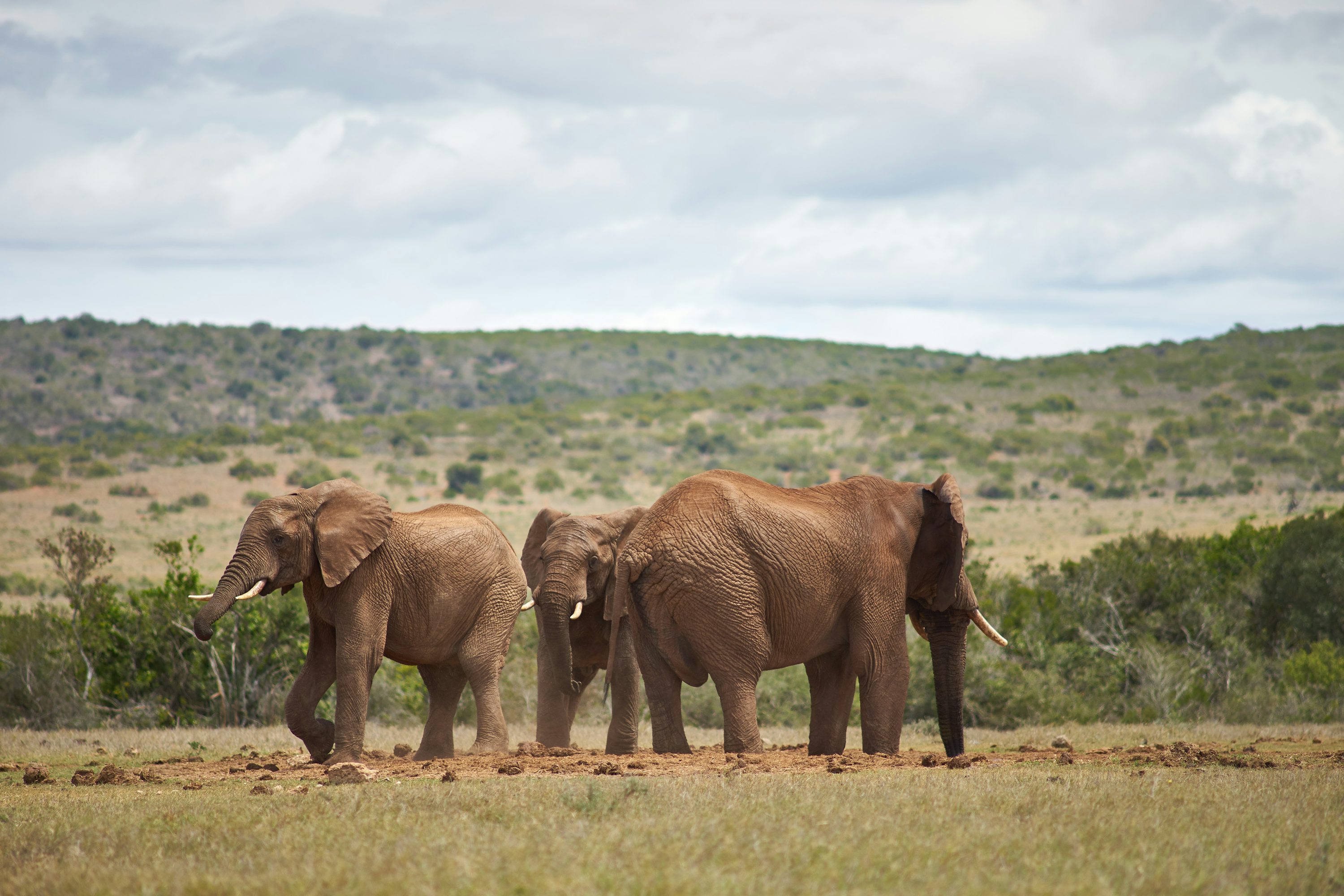 Addo Elephant National Park Full-Day Safari