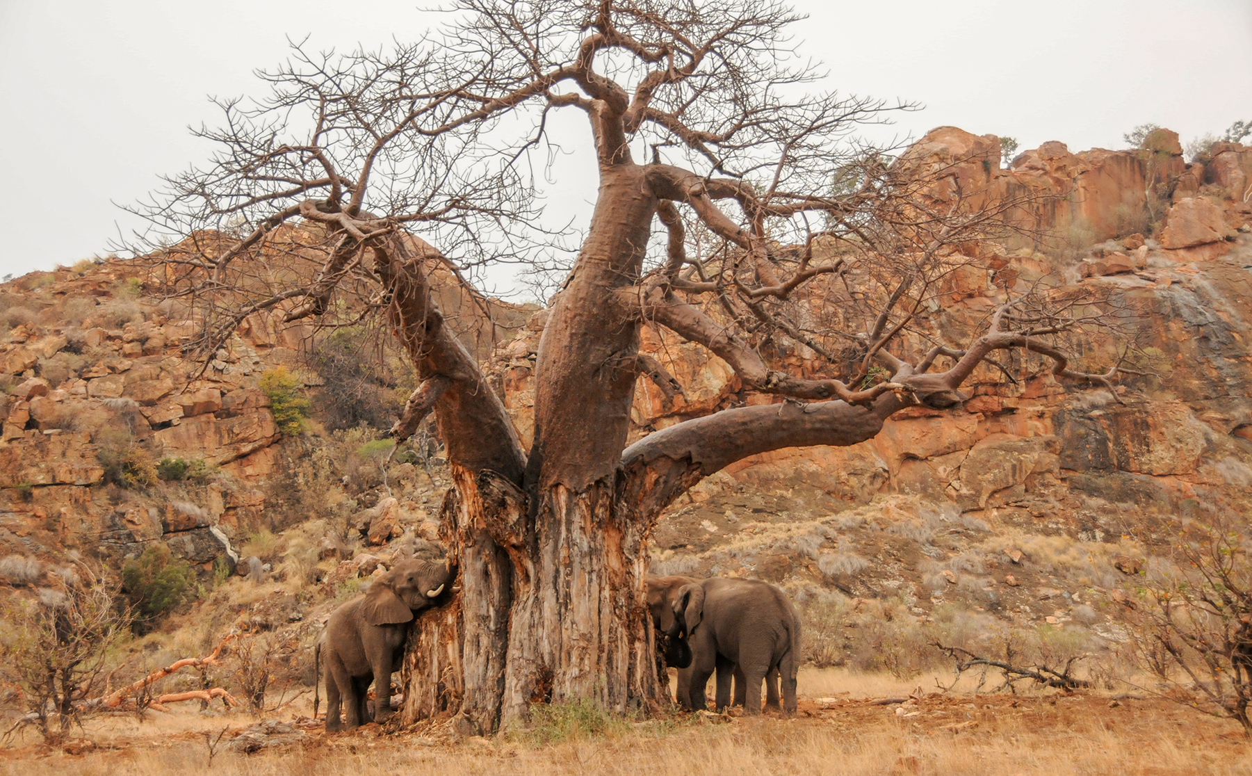Mapungubwe National Park Heritage Safari