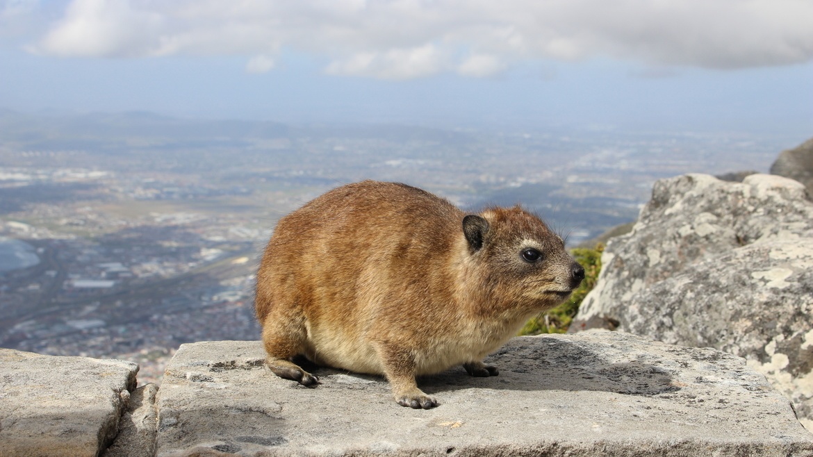 Table Mountain Fast Track Skip-the-Line Ticket — Photo 5